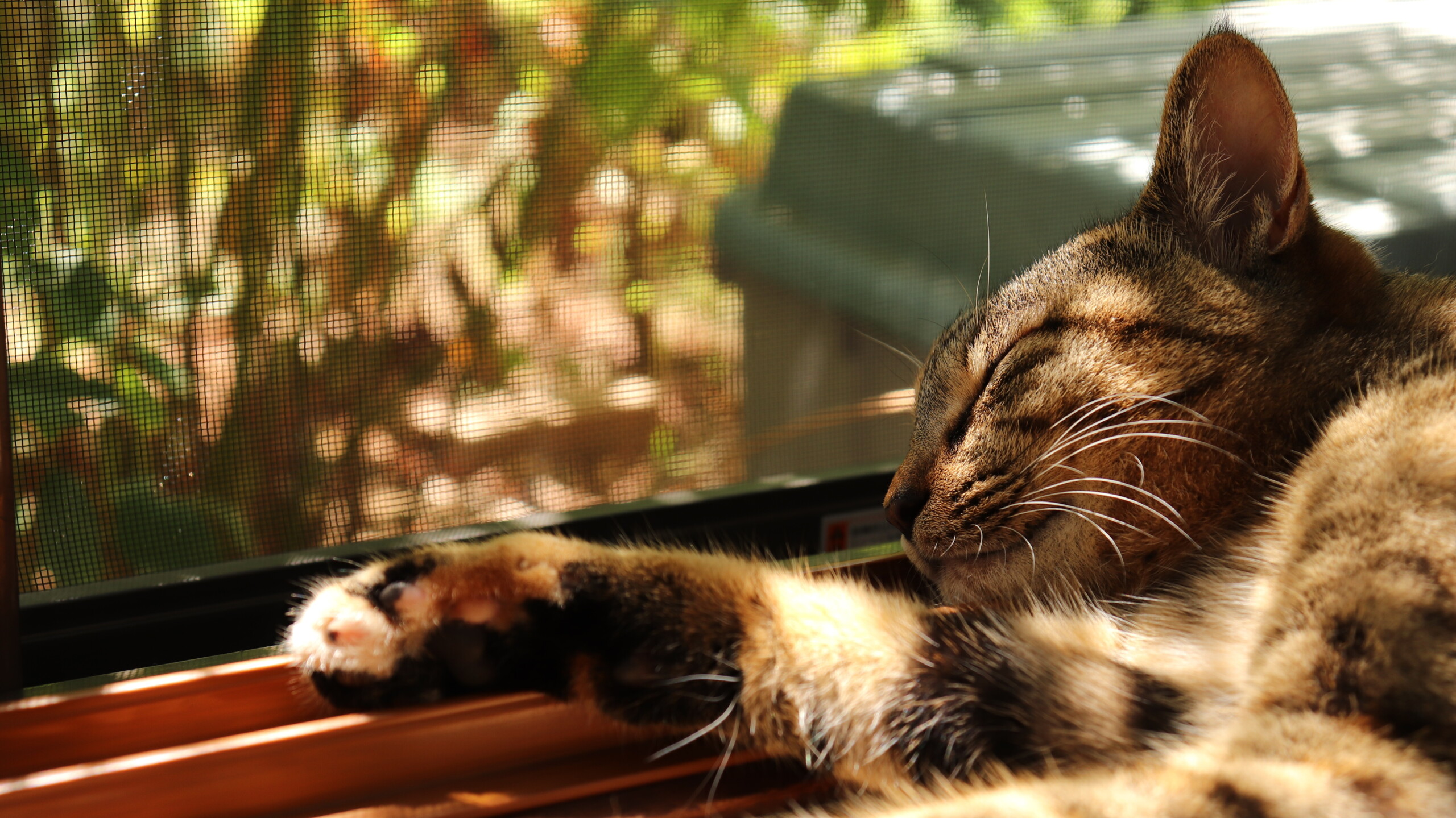 Katze vor Insektenschutztür